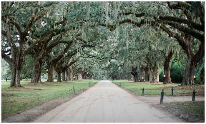 Mike & Kierstin | Boone Hall Plantation - The Wedding Row